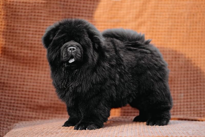 chow chow imported pup available book now 0