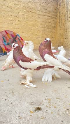 fancy birds for sale