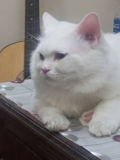 Persian cat