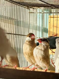 Fawn Java & Spanish Lady Gouldians