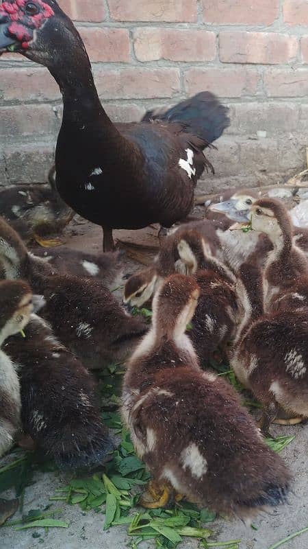 Moscovy Ducklings age 34 days 10