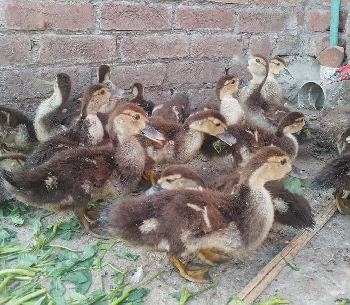 Moscovy Ducklings age 34 days 12