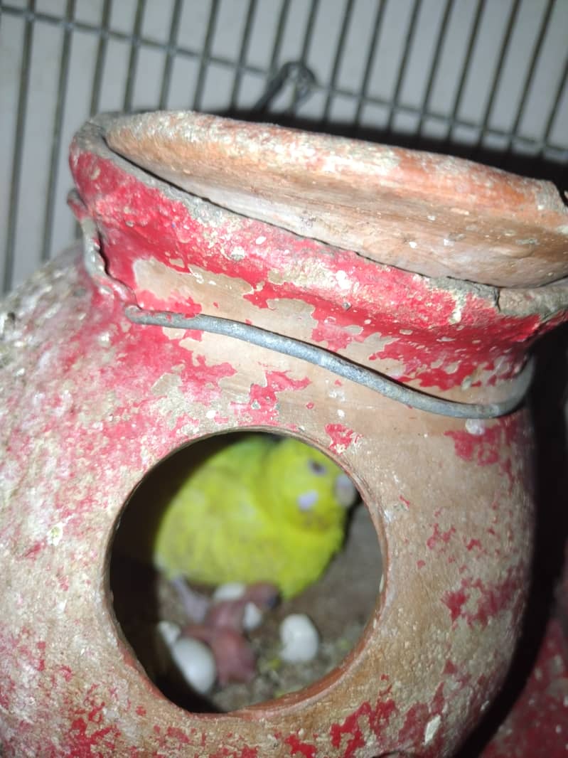 Austalian parrots visu HOGO Splits, TCB breeder pairs 7 with Iron Cage 1