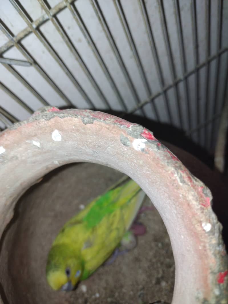 Austalian parrots visu HOGO Splits, TCB breeder pairs 7 with Iron Cage 5
