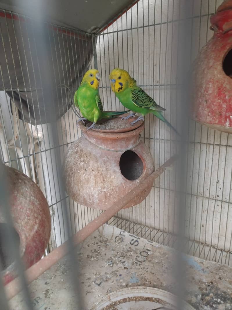 Austalian parrots visu HOGO Splits, TCB breeder pairs 7 with Iron Cage 6