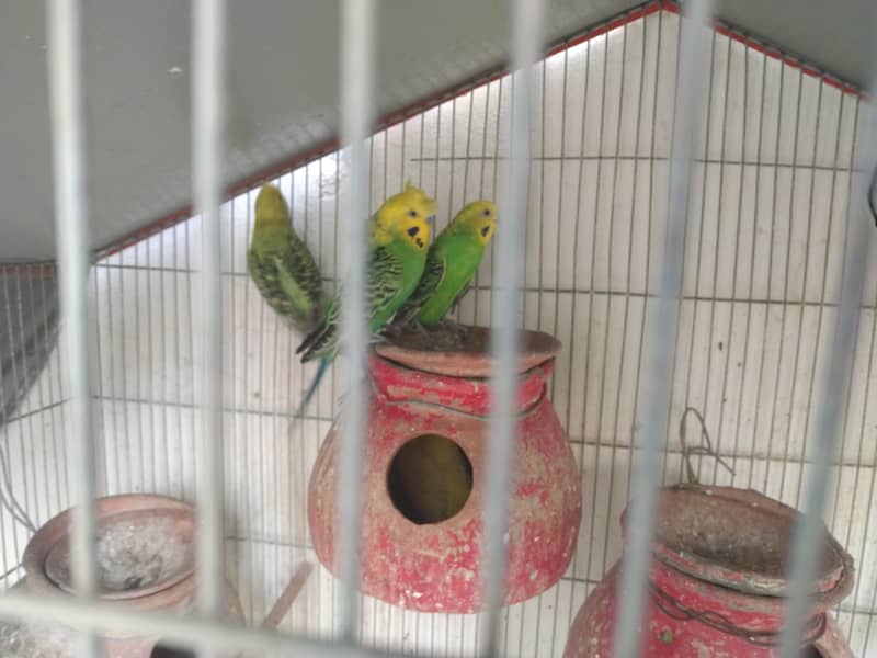 Austalian parrots visu HOGO Splits, TCB breeder pairs 7 with Iron Cage 8