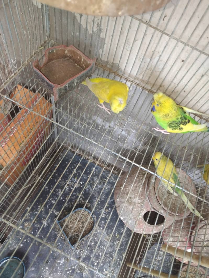 Austalian parrots visu HOGO Splits, TCB breeder pairs 7 with Iron Cage 12