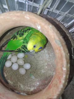 Austalian parrots HOGO Splits, TCB breeder pairs 7 with Iron Cage