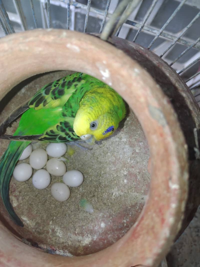 Austalian parrots visu HOGO Splits, TCB breeder pairs 7 with Iron Cage 0