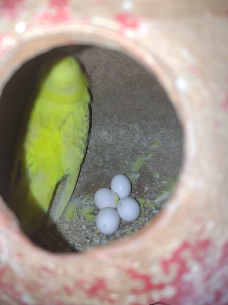Austalian parrots visu HOGO Splits, TCB breeder pairs 7 with Iron Cage 14