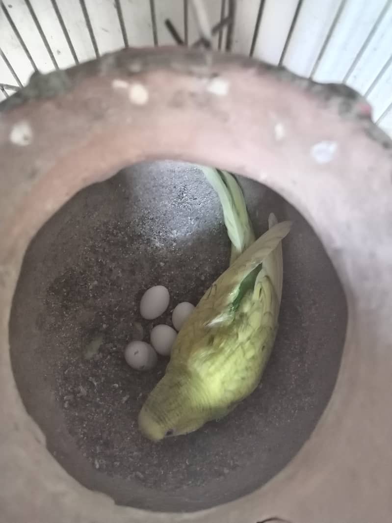 Austalian parrots visu HOGO Splits, TCB breeder pairs 7 with Iron Cage 15