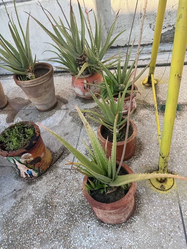 plants with pots 2