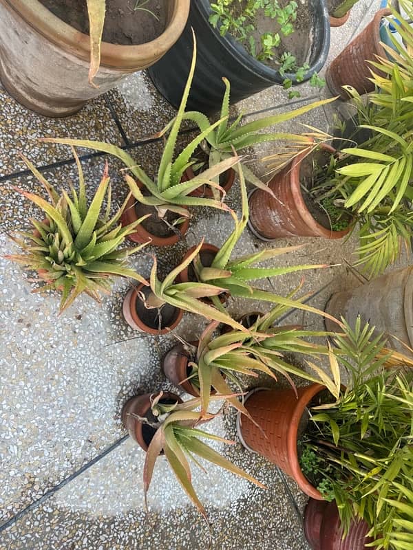 plants with pots 7