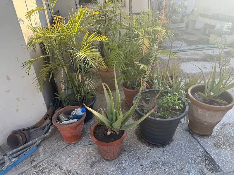 plants with pots 8