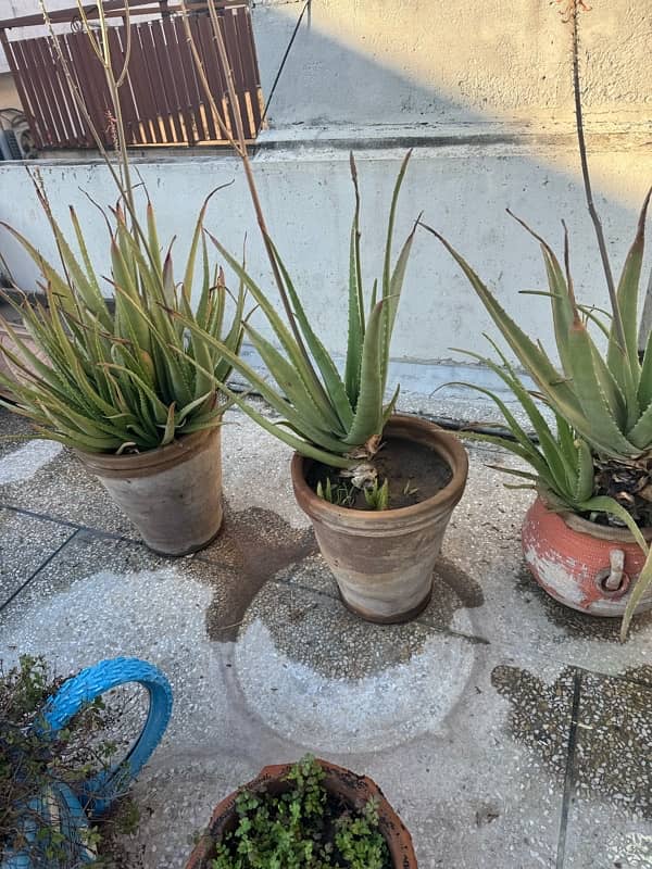 plants with pots 13