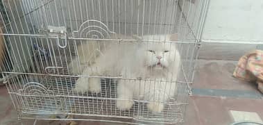 "Luxury Punch Face Persian Cat forFriendly"  "Rare Pun