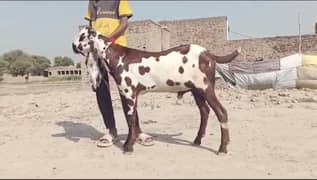 desi bakra for sale WhatsApp number on 03314594754)