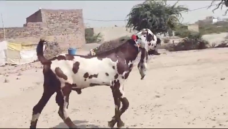 desi bakra for sale WhatsApp number on 03314594754) 1