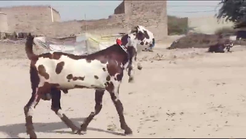 desi bakra for sale WhatsApp number on 03314594754) 2