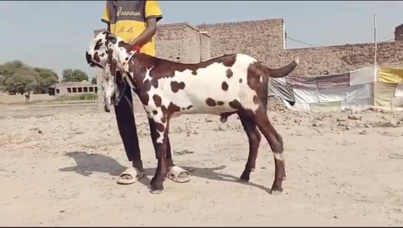 desi bakra for sale WhatsApp number on 03314594754) 3