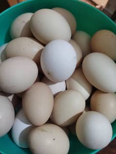 Desi eggs,  fertlize eggs.