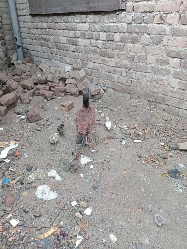 Aseel Murgi/ Murgi for sale/ Aseel Murgi with chicks 8