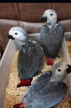 African grey parrot chicks for sale