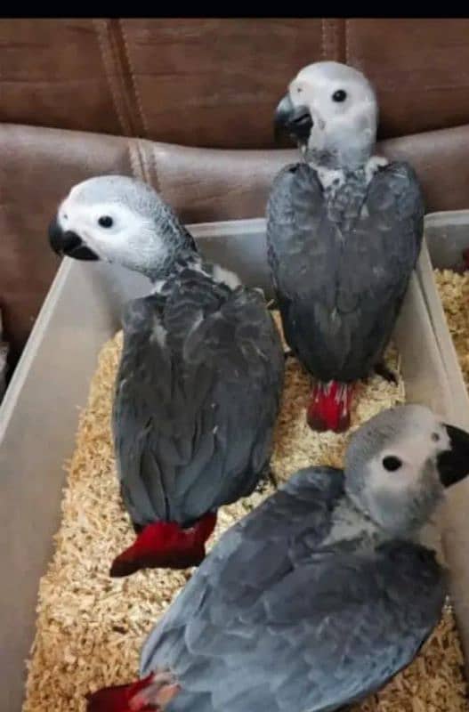 African grey parrot chicks for sale 0