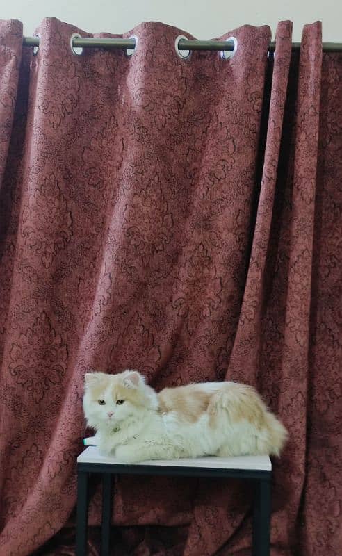 triple coated Persian cat for sale 0