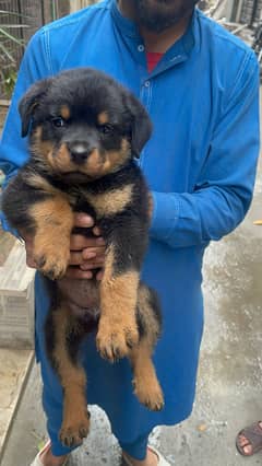 Rottweiler | Rottweiler puppies | Rottweiler puppy | Rottweiler dog