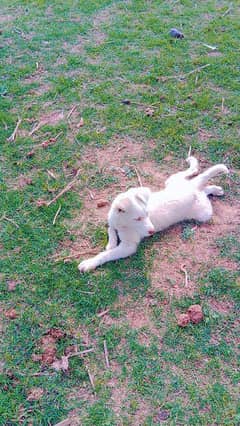 white colour labria dog for sale