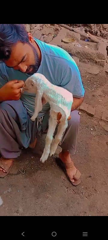 bakri or aik bacha 4