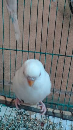 Australian bird single piece for sell i don't know ye male h k female