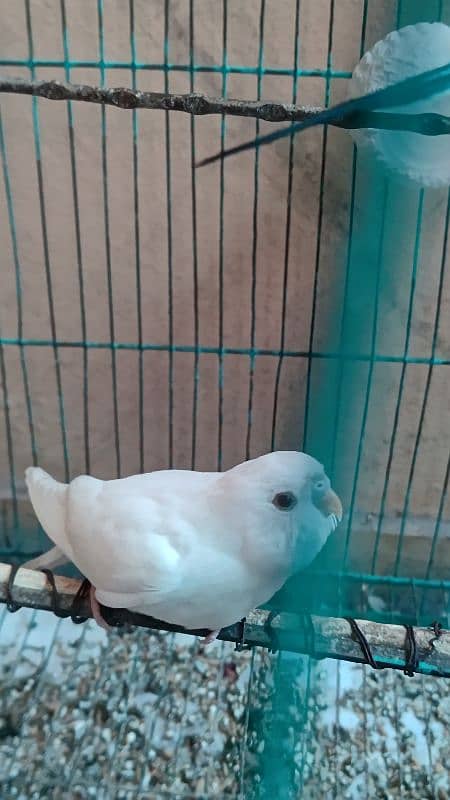 Australian bird single piece for sell i don't know ye male h k female 1