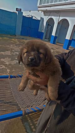 Pure Bakrwal Puppy for sale