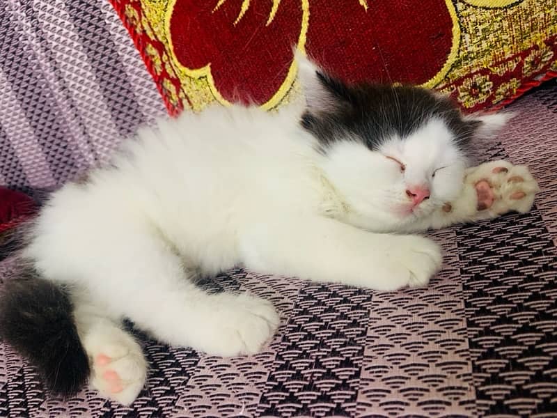 white and black persian kitten karachi 0