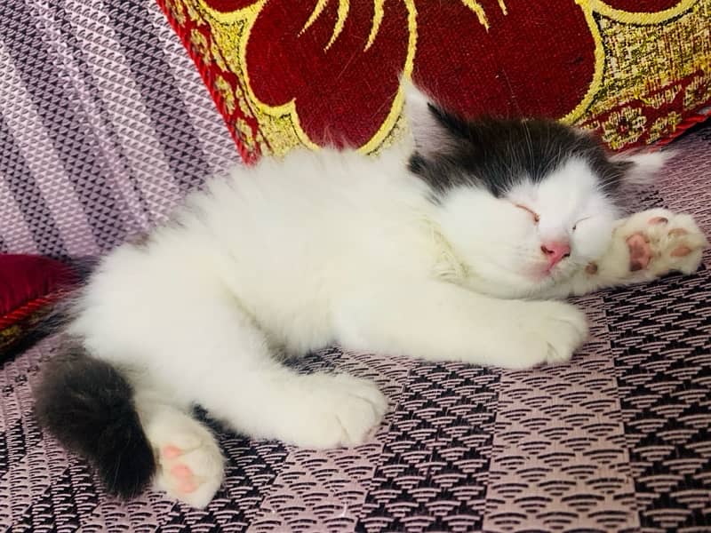 white and black persian kitten karachi 1