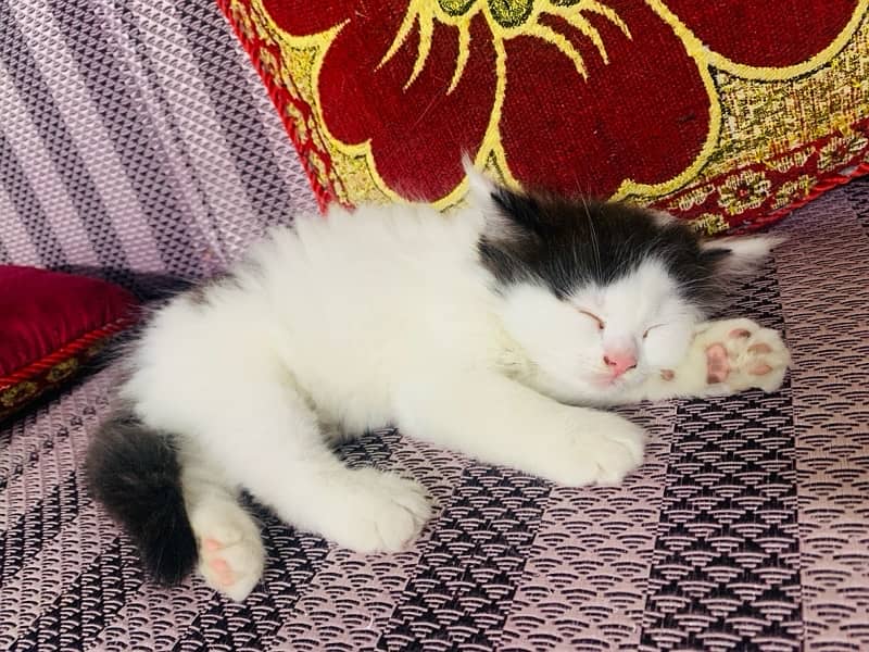 white and black persian kitten karachi 3