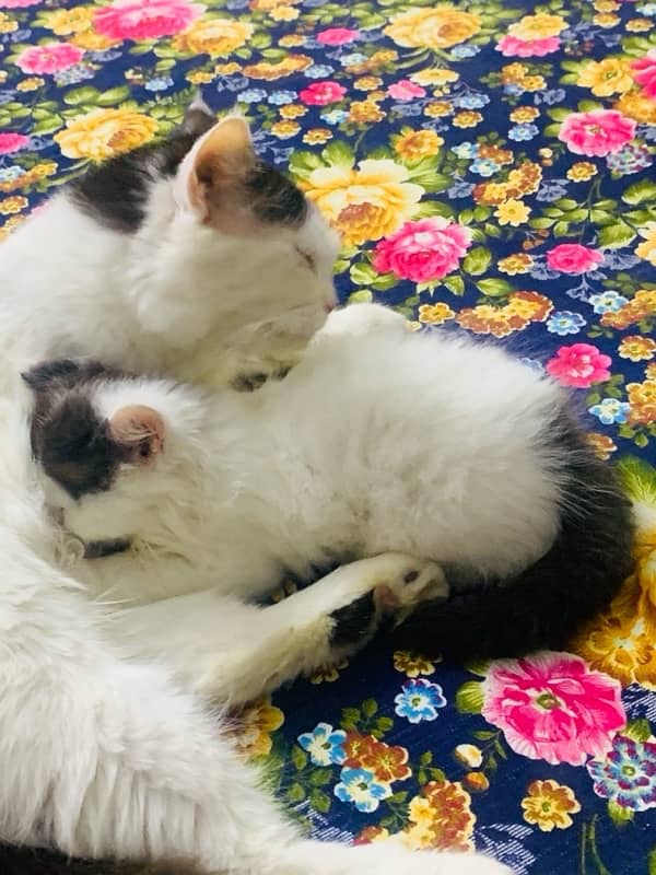 white and black persian kitten karachi 4