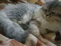 Persian cat argent for sale