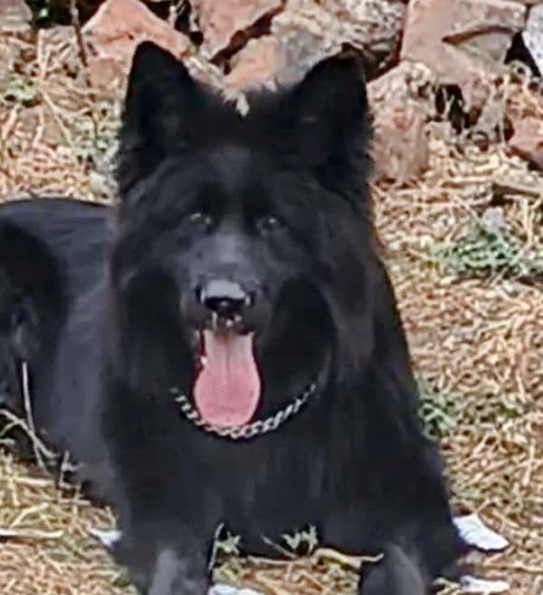 Double coated Black German Shepherd Male 1