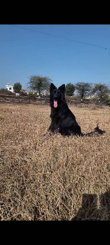 Double coated Black German Shepherd Male 3