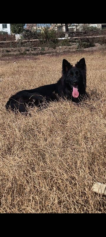 Double coated Black German Shepherd Male 5