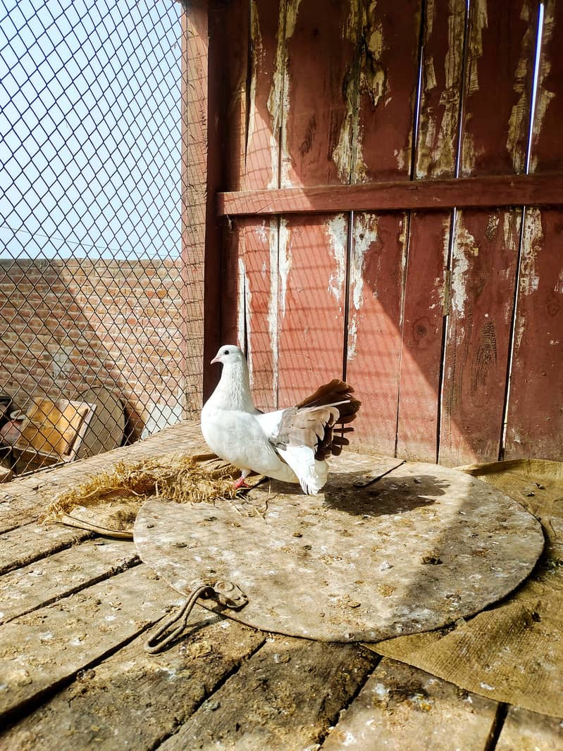 Pigeon white pair for sale available 0