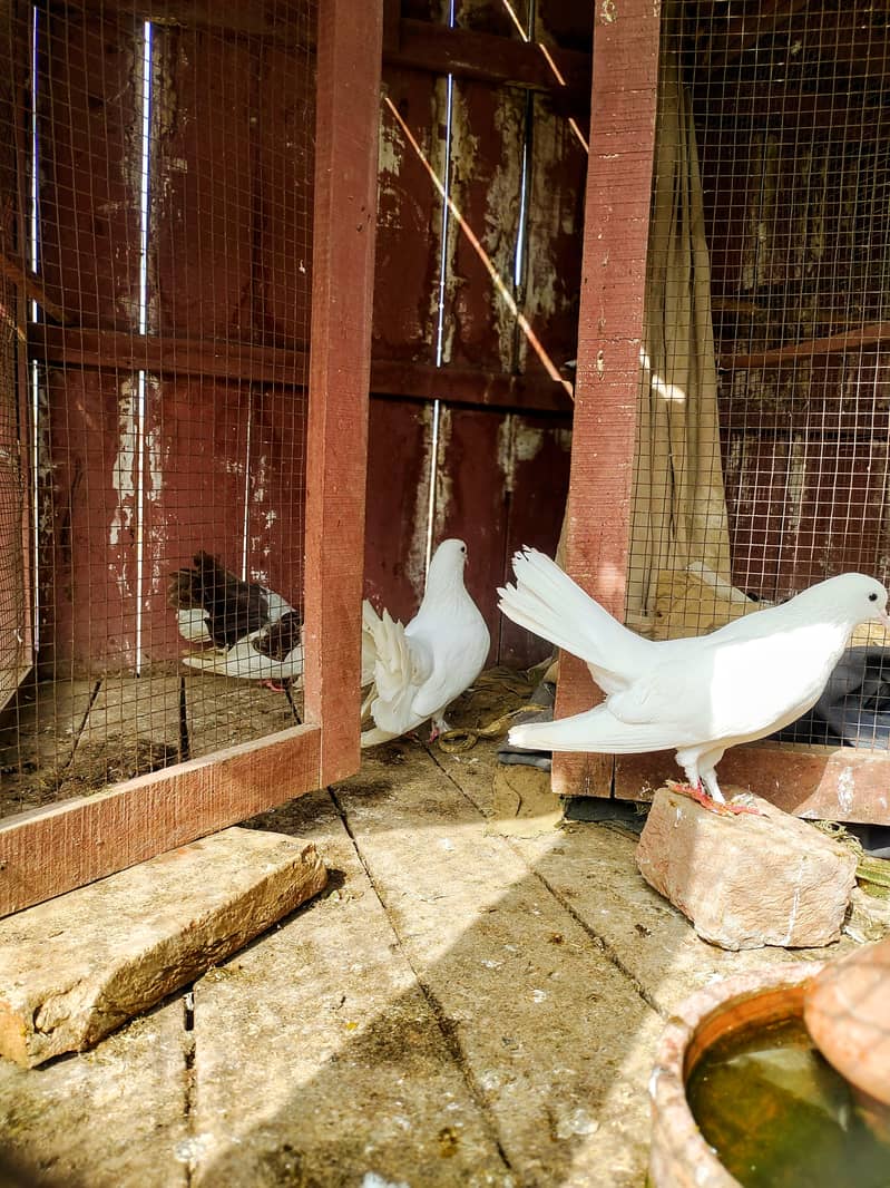 Pigeon white pair for sale available 1