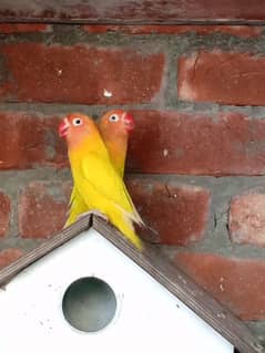 parrot/cage/love bird/lutino/albino/cremino/decino/par Blue/pastelino