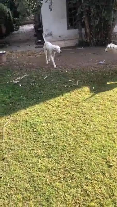 best bully kutta pair 0