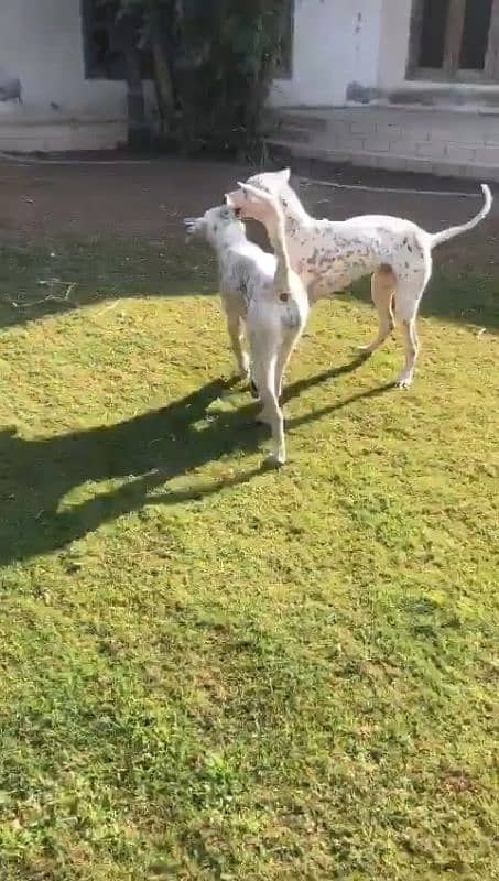 best bully kutta pair 2