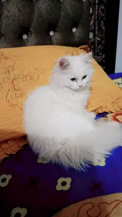 Persian Cat for Sale