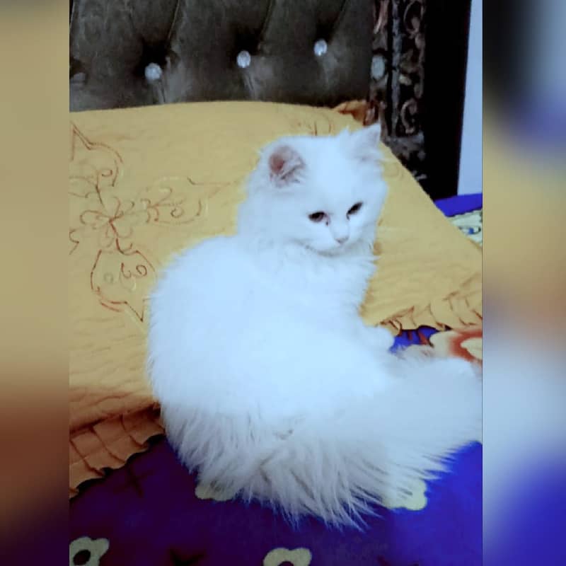 Persian Cat for Sale 1